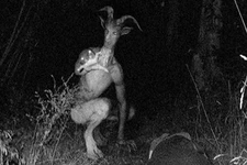21 Terrifyingly Real Photos Caught on Trail Cameras