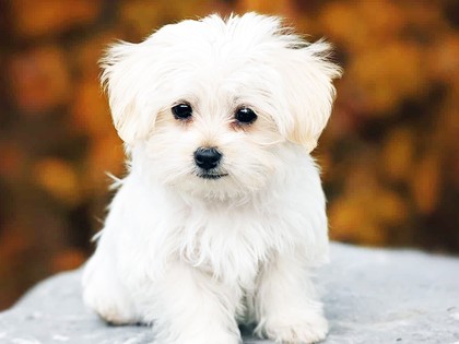 The 15 Easiest Dog Breeds to Look After!