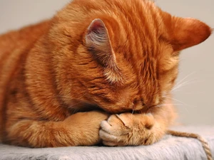 3 Ways Your Cat Asks for Help