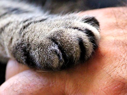 3 Ways Your Cat Asks for Help