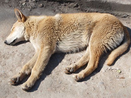 Top U.S. Vet Warns: The One Meat All Dogs Should Avoid