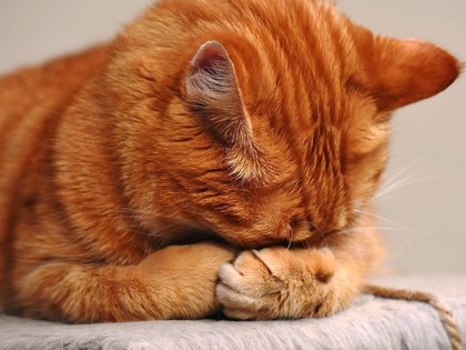 Top U.S. Vet Warns: The One Meat All Cats Should Avoid