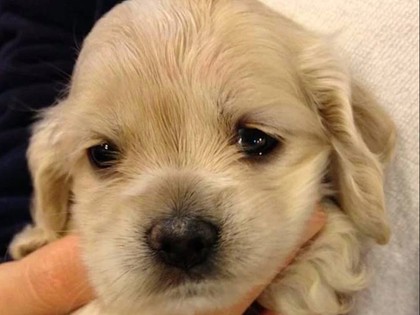 3 Signs Something's Wrong Inside Your Dog's Body