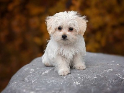 15 Dogs Perfect for the Elderly!