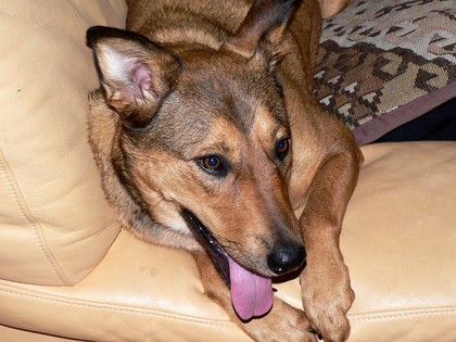 Is Your Dog Slowing Down? Top Vet Reveals Why... and What to Do