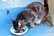 Top U.S. Vet Warns: The One Meat All Cats Should Avoid